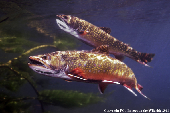 Brook trout, Henry's Lake, ID. 