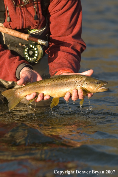 Flyfisherman holding/releasing brown trout.  Closeup of trout.