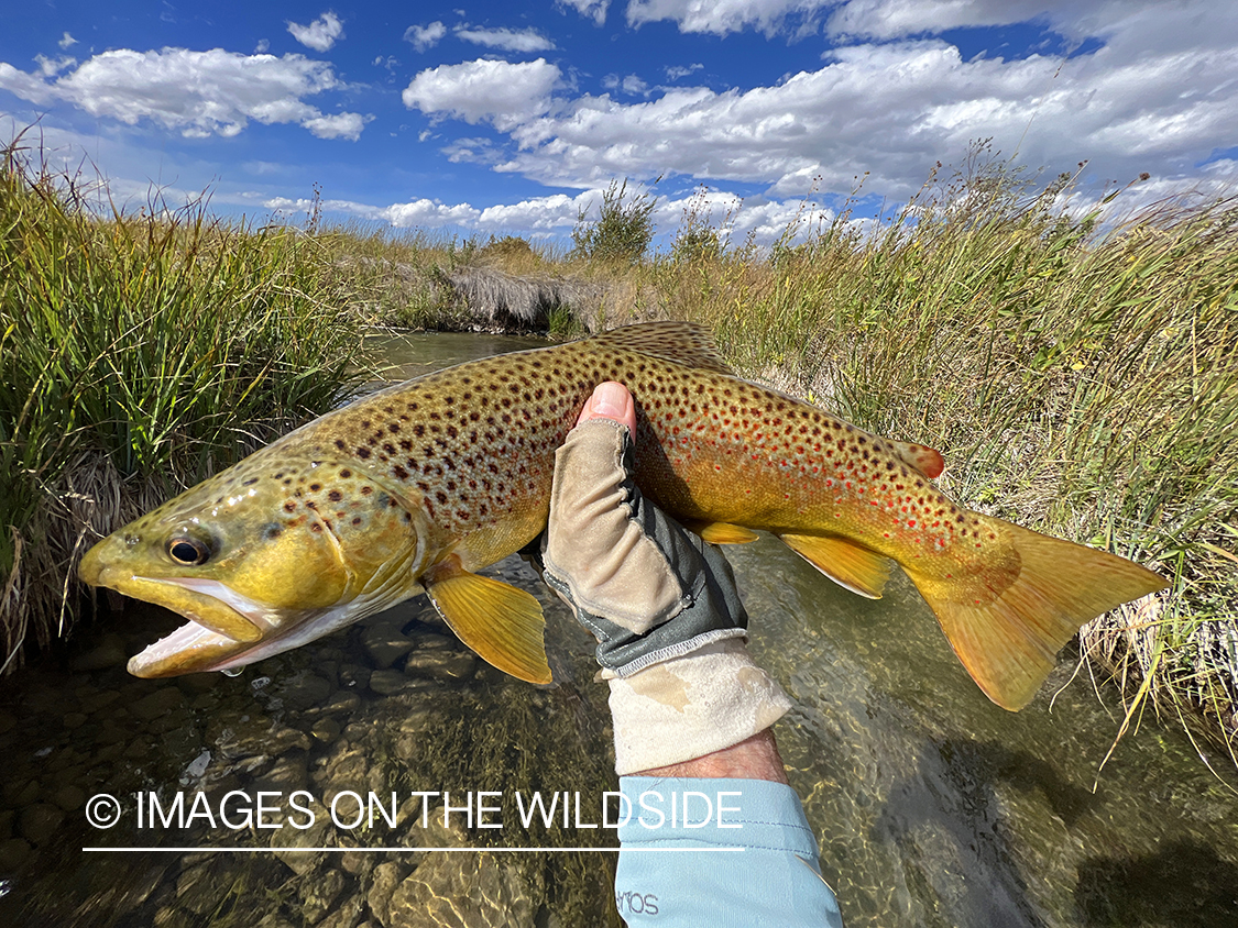 Flyfisherman holding brown trout on stream.