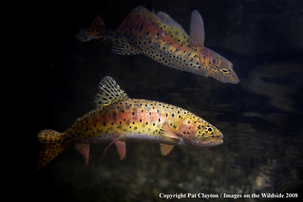 Cutthroat Trout