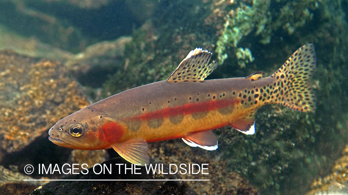 Golden trout under water.