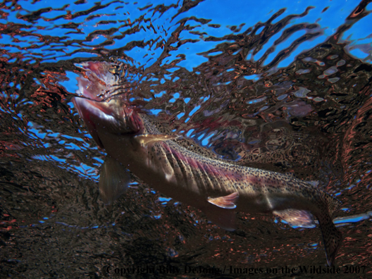 Rainbow Trout