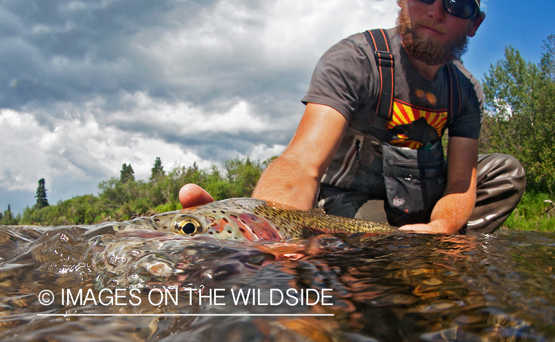 Flyfisherman releasing Alaskan Rainbow Trout. (Upper Nushagk, Alaska)