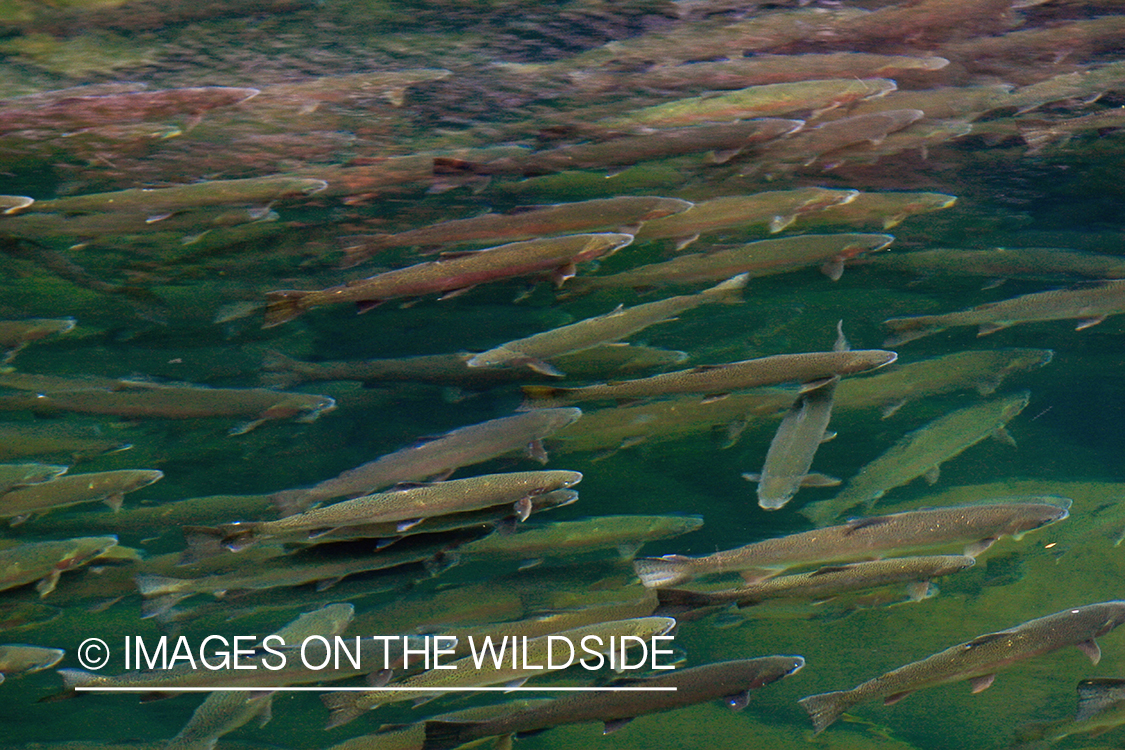 Shoal of steelhead fish. 