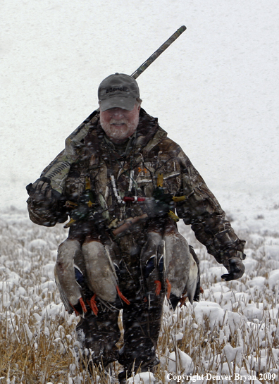 Waterfowl hunter with killed mallard ducks.