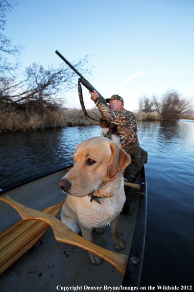 Duck hunter and yellow labrador retriever in canoe. 