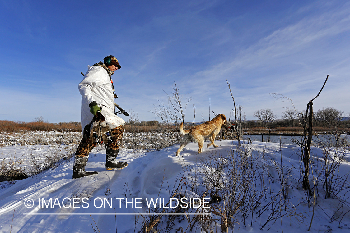 Waterfowl hunter and yellow labrador with bagged mallards in field.