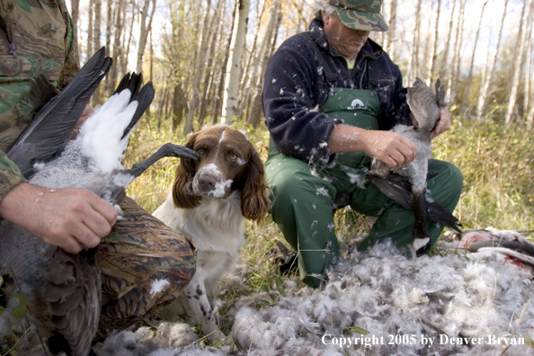 Goose hunters cleaning geese with springer spaniel in feathers.