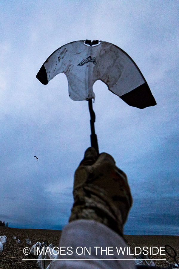 Hunter decoying geese.