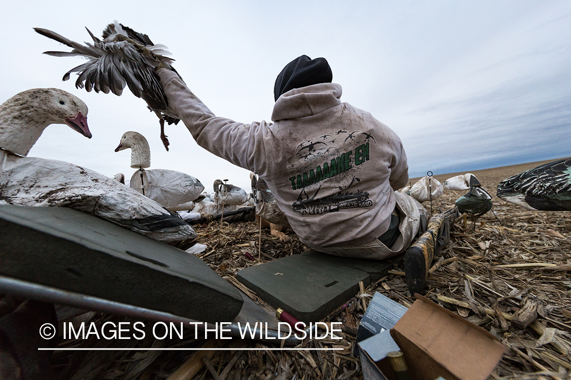 Hunter in field with newly bagged geese.