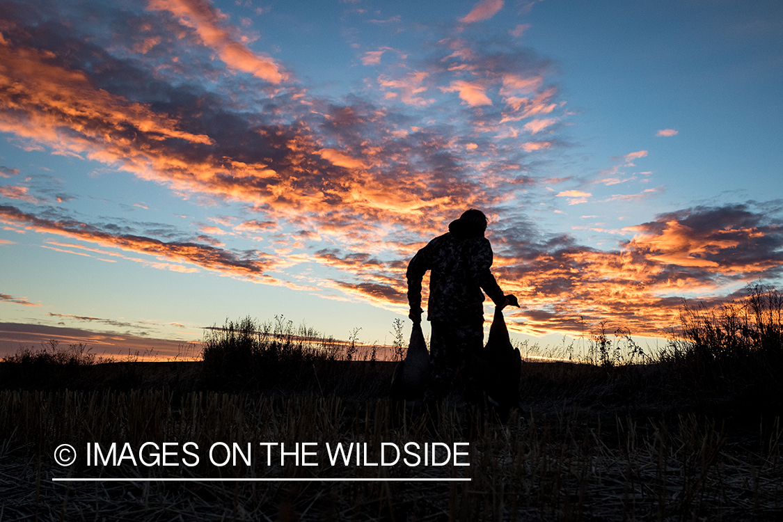 Hunters setting up goose decoys at dawn.