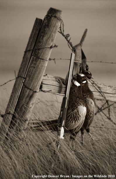 Ring-necked pheasants and shotgun. (Original image #00890-025.05)