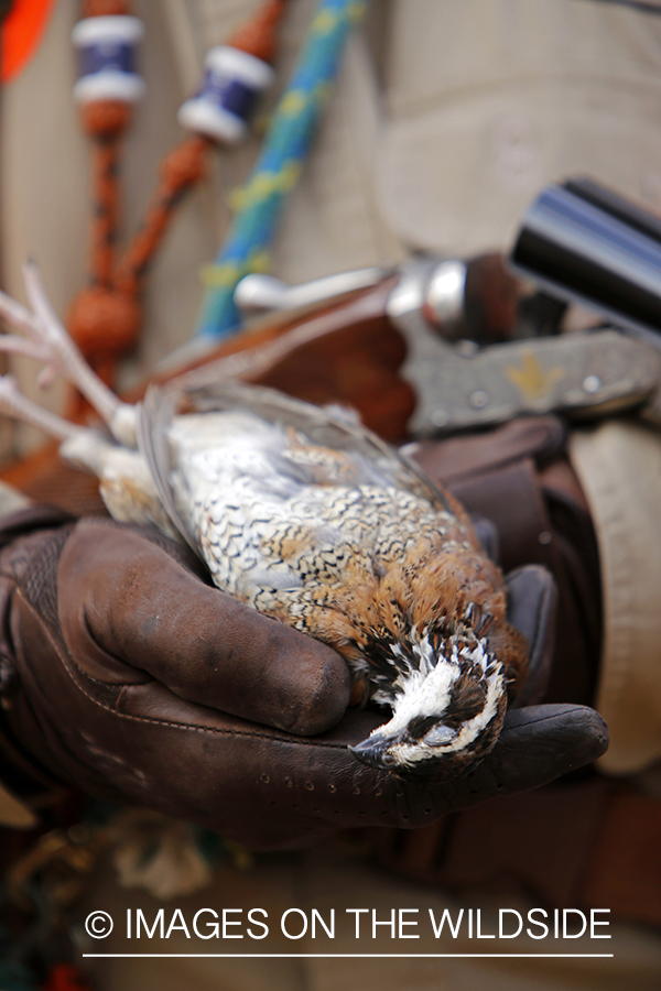 Bobwhite quail hunter with bagged bobwhite quail.