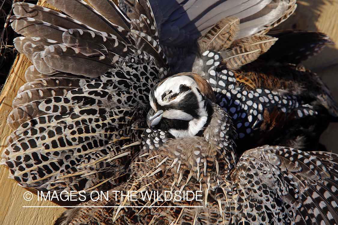 Bagged Mearns quail.