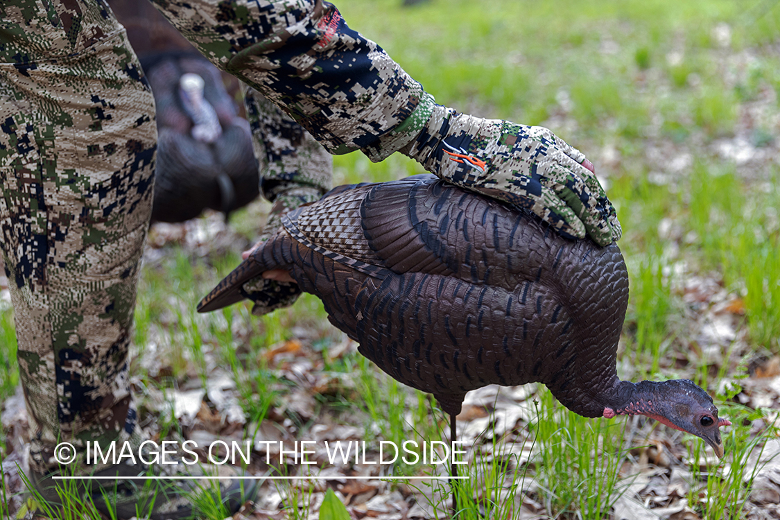 Hunter setting up turkey decoy.