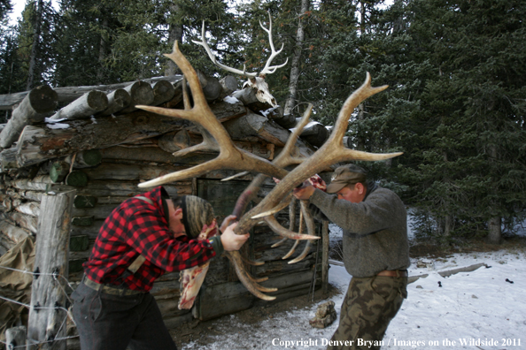 Elk hunters sparring with bagged bulls. 