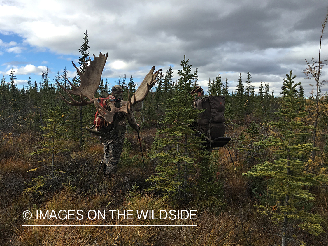 Hunters packing out Alaskan moose.