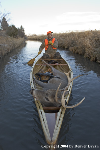 Big game hunter paddling canoe with bagged white-tailed deer in bow.