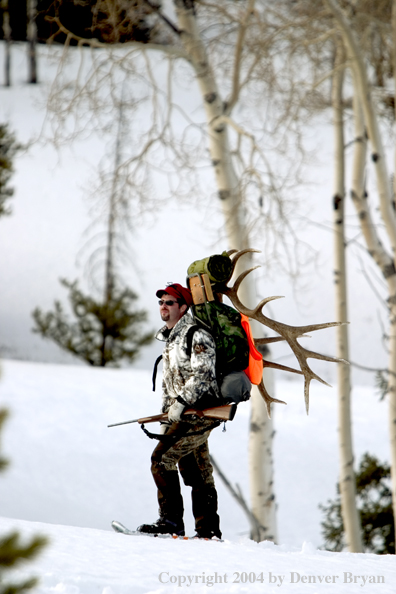 Big game hunter packing elk rack out on snowshoes.