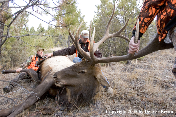  Elk hunters dragging bagged elk through woods.