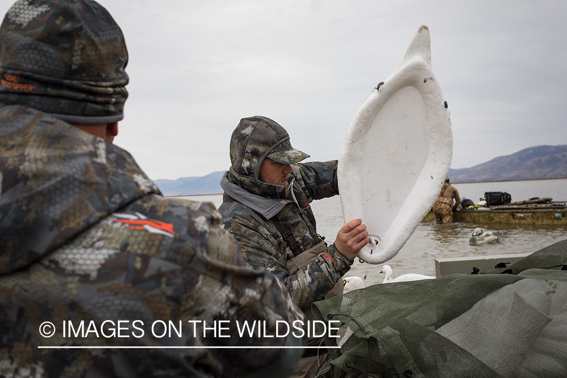 Hunting Tundra Swans and Ducks in Bear River region in Utah.