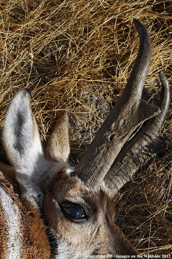 Close-up of downed pronghorned buck.