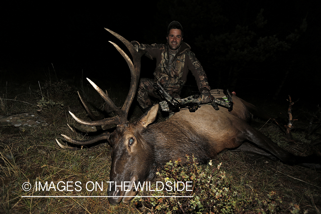 Hunter with down bull elk. 