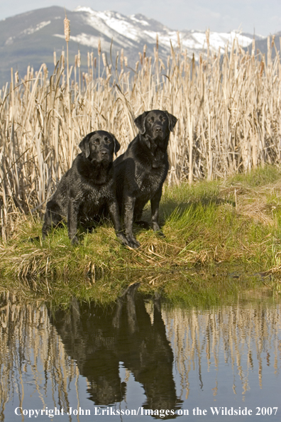 Black Labrador Retrievers