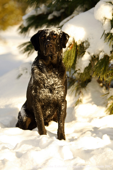 Black Labrador Retriever in field