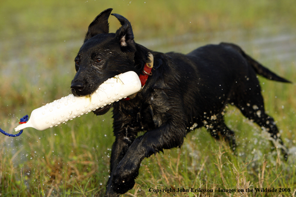 Black Labrador Retriever in field