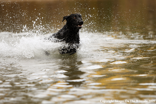 Black Labrador Retriever