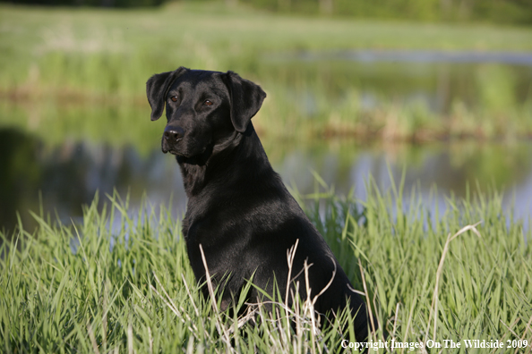 Black Labrador Retriever in field