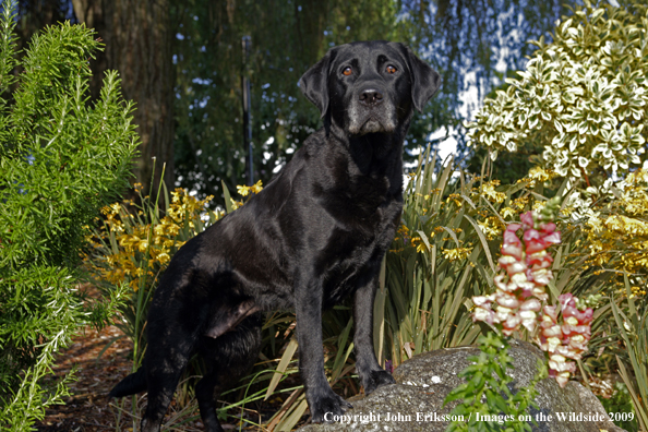 Black Labrador Retriever 
