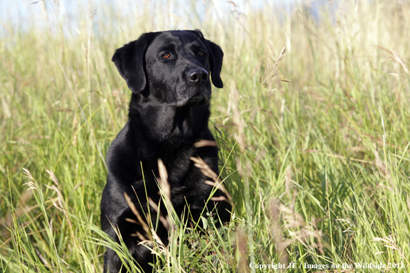 Black Labrador Retriever.