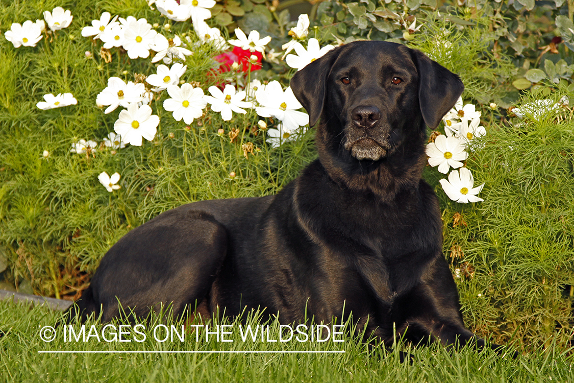 Black Labrador Retriever