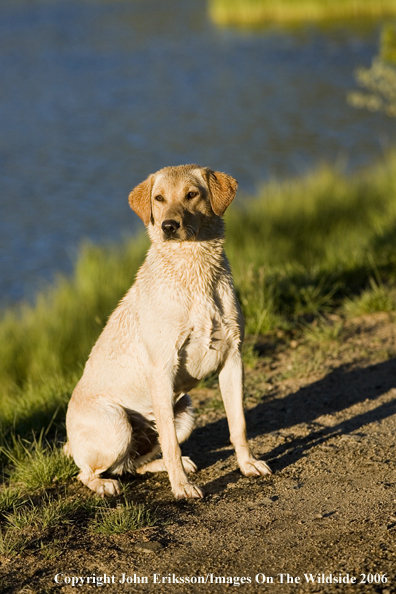 Yellow Labrador Retriever.