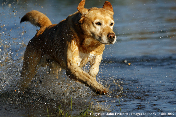 Yellow Labrador Retriever in field