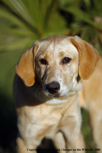 Yellow Labrador Retriever in field