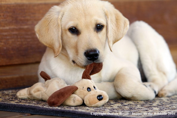 Yellow Labrador Retriever Puppy with toy