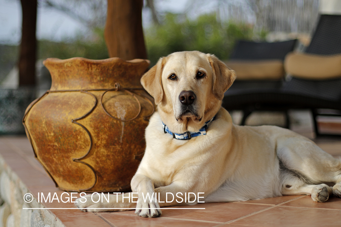 Yellow lab on deck.