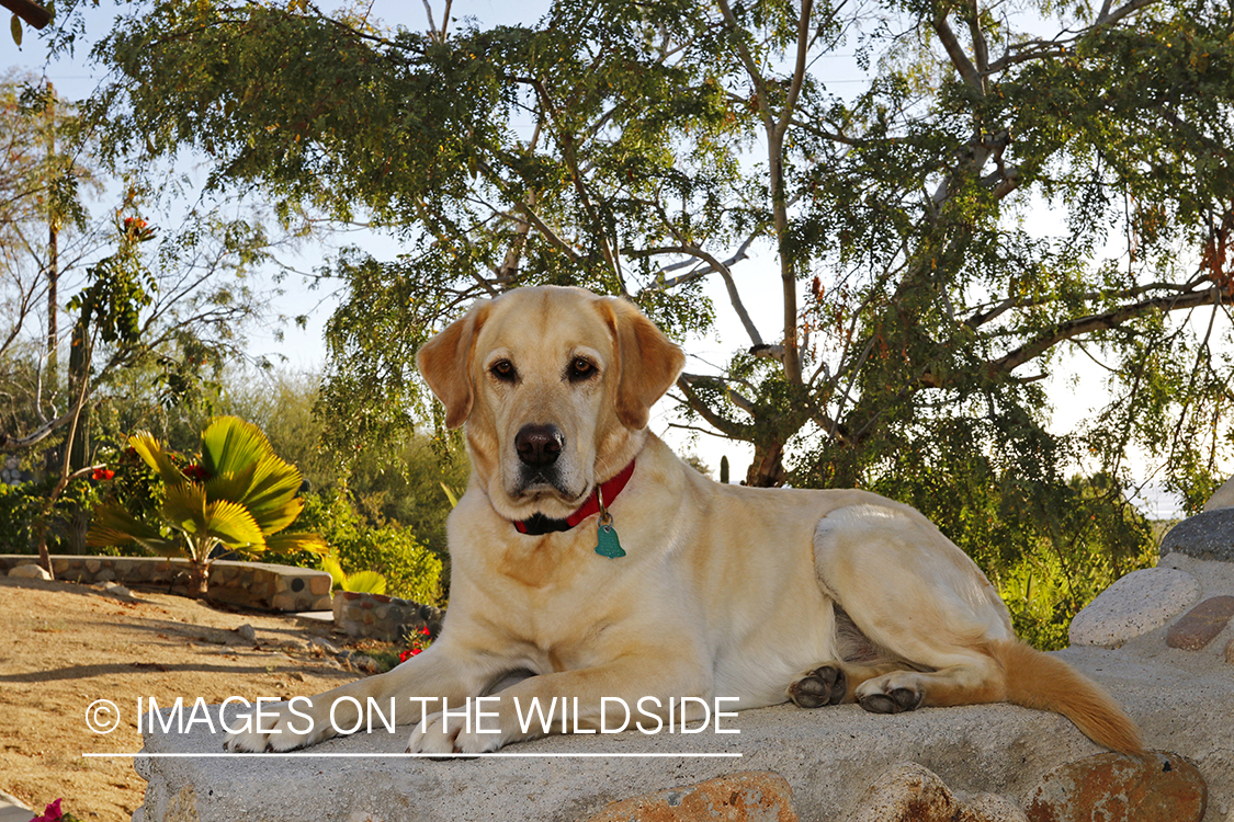 Yellow lab laying on rock.