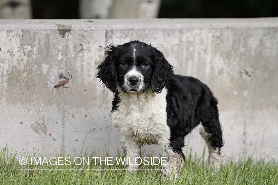 English Springer Spaniel Puppy