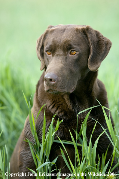 Chocolate Labrador Retriever