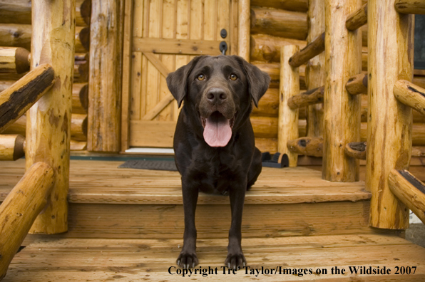 Chocolate labrador 