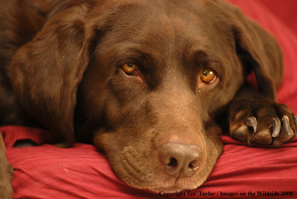 Chocolate Labrador Retriever 