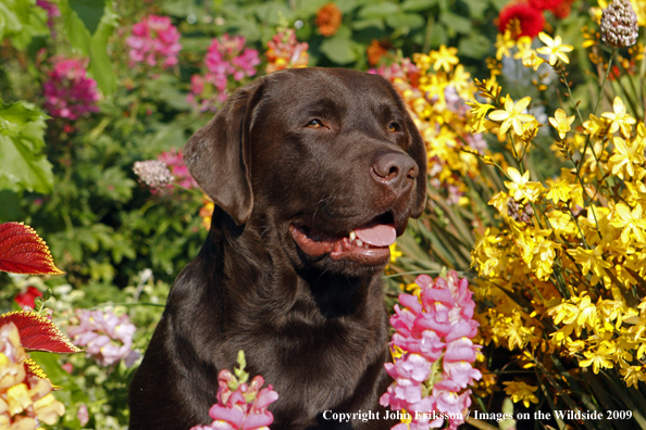 Chocolate Labrador Retriever