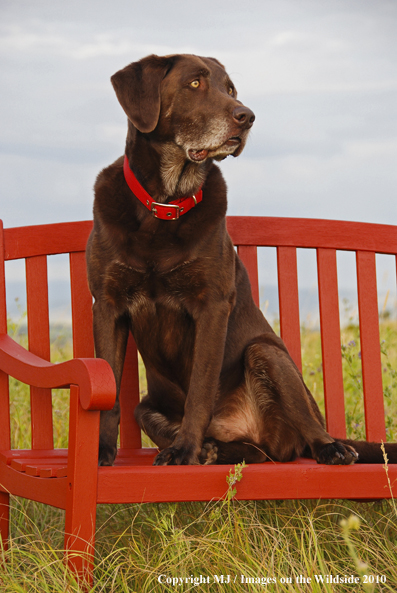 Chocolate Labrador Retriever