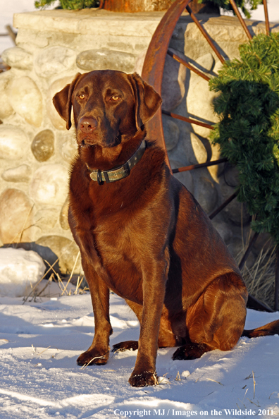 Chocolate Labrador Retriever