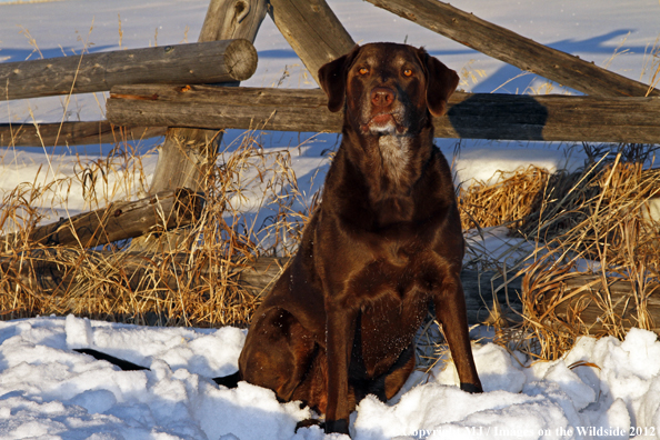 Chocolate Labrador Retriever in winter. 