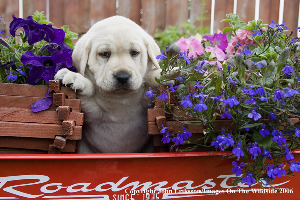 Yellow Labrador Retriever puppy.